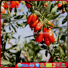 Bagas de goji certificado de importação goji berries Bagas de goji china com preço razoável